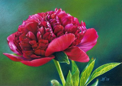 красный пион