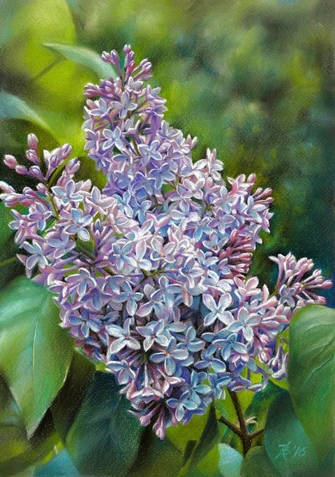 Ветка сирени