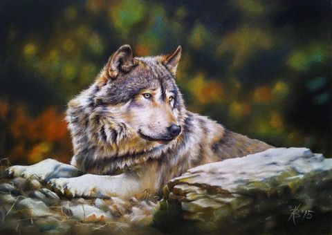 волк на камне