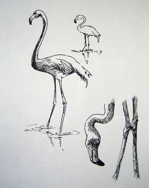 фламинги и фламингоноги