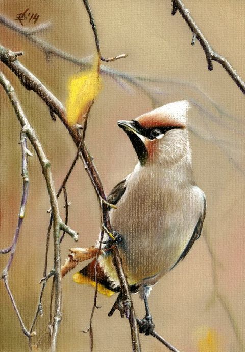 Свиристель